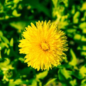 Close up of a dandelion