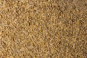 Close up of rice husks