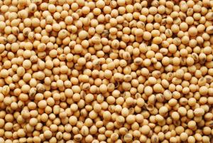 Many soybeans