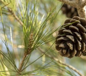 Conifer on a tree