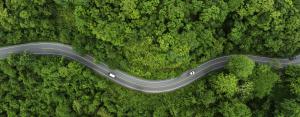 curvy road in forest